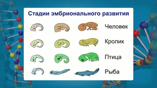 Биология. 9 класс. Урок 47. Доказательства эволюционного происхождения человека