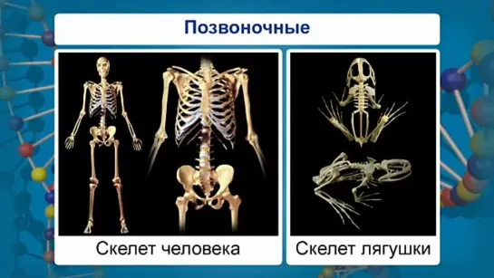 Биология. 9 класс. Урок 46. Место и особенности человека в системе органического мира