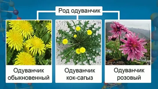 Биология. 9 класс. Урок 43. Процесс образования видов - видообразование