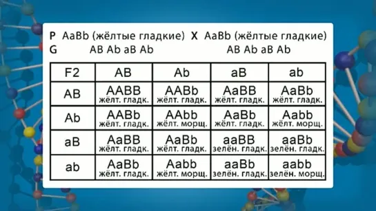 Биология. 9 класс. Урок 20. Дигибридное скрещивание