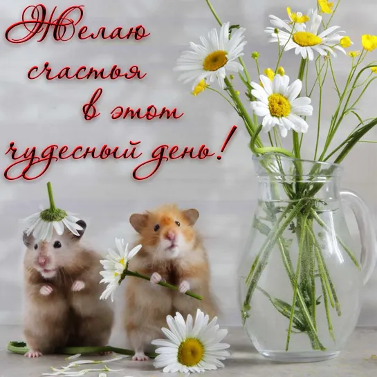 ДОБРОЕ УТРО ✨🌺✨ МОИ ДОРОГИЕ ДРУЗЬЯ ✨🌺✨