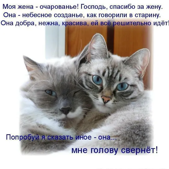 Мои любимые Котики  ♛😜😁► ЮМОР ◄╬₪🤣😉●👍🏻♛ Прикол