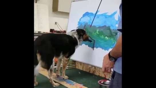 It’s a puppy painting paradise with Jumpy the dog!