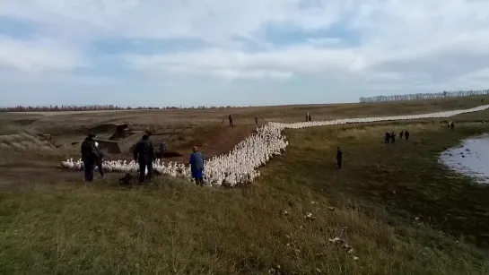 Гуси Линдовской породы, гусиный марш.