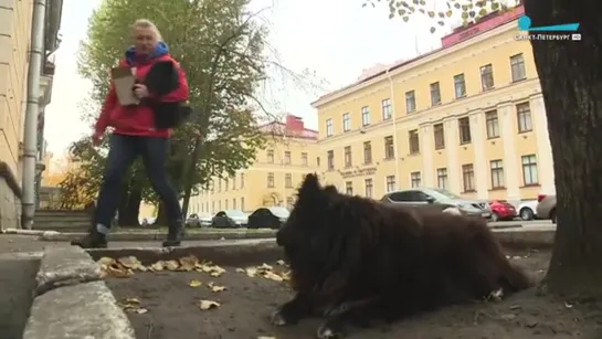 Четвероногие кумиры Петербурга.