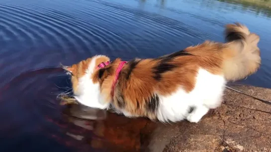 Maine Coon Cat Trust And Love Between Cat And Owner.