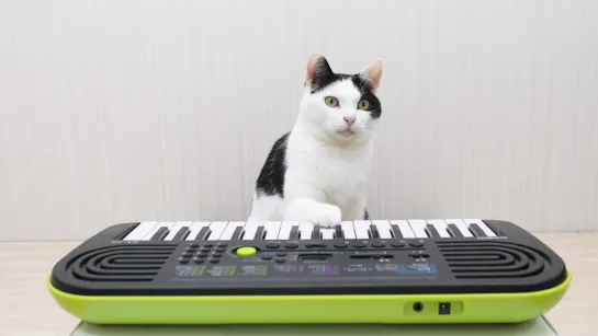 Cats and Piano