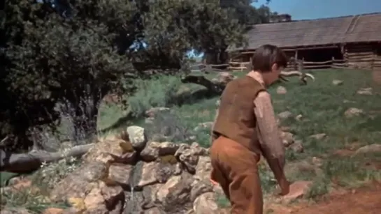 Old Yeller [1957]