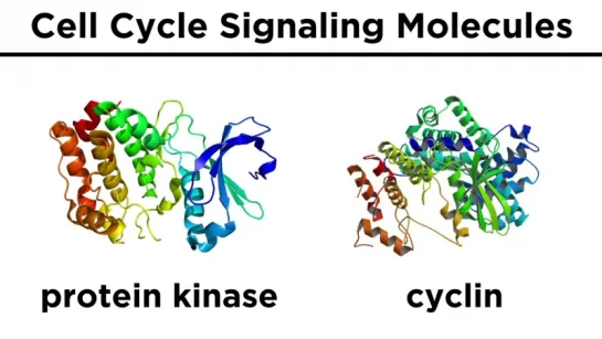 The Cell Cycle and its Regulation