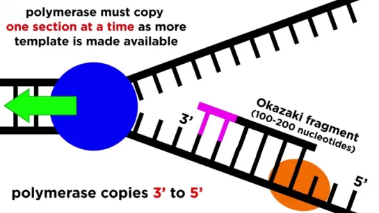 DNA Replication_ Copying the Molecule of Life