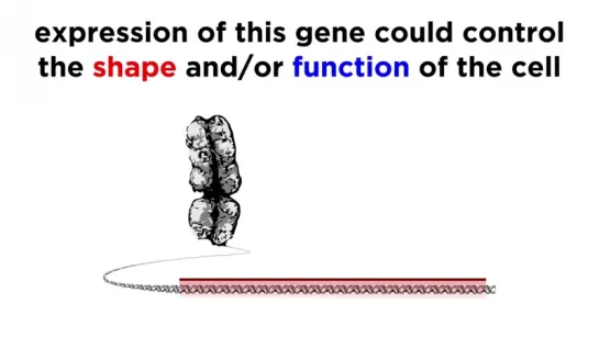 The Origin of Multicellular Life_ Cell Specialization and Animal Development