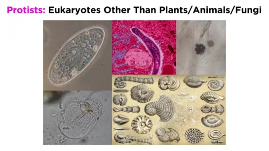 Unicellular Life Part 2_ Archaea and Protists