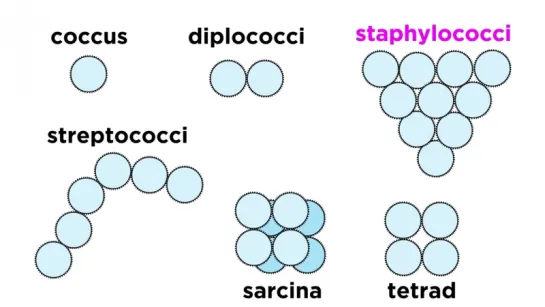 Unicellular Life Part 1_ Bacteria