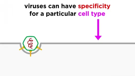 Viruses_ Molecular Hijackers