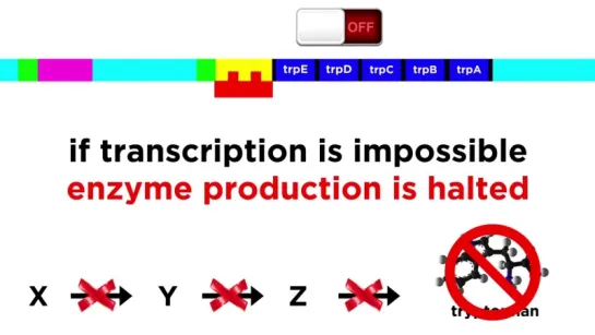 Regulation of Gene Expression_ Operons, Epigenetics, and Transcription Factors