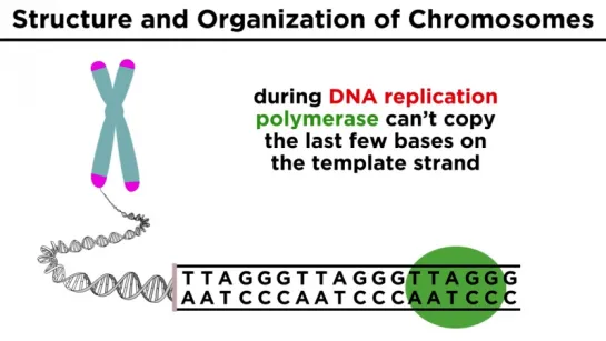 Chromosome Structure and Organization