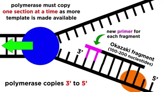 DNA Replication_ Copying the Molecule of Life