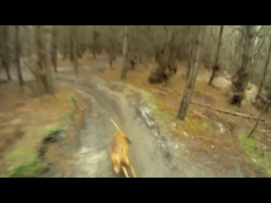 Downhill mountain biking at The Lookout (Swinley Forest)