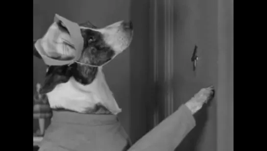 Dogville Shorts Collection (1930s)