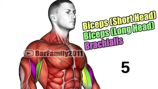 Best Biceps Exercises (Barbell Only)