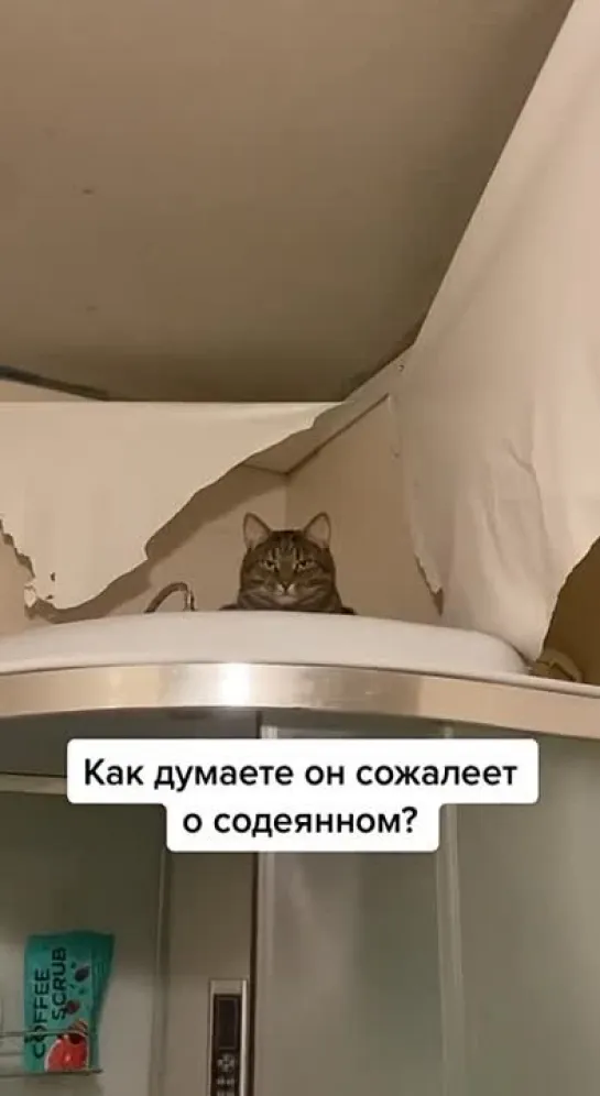 instaкотики