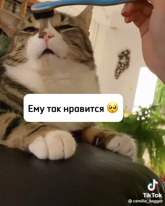 Видео от InstaКотики