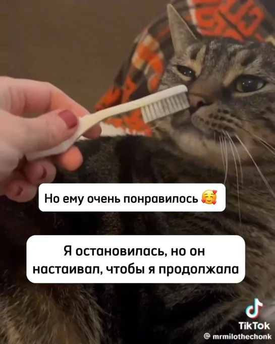 Видео от InstaКотики