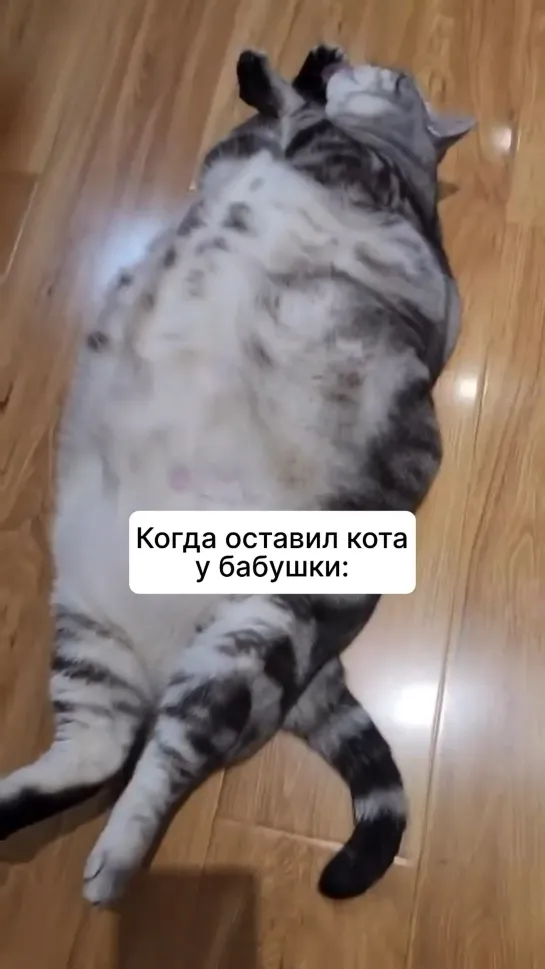 Видео от InstaКотики