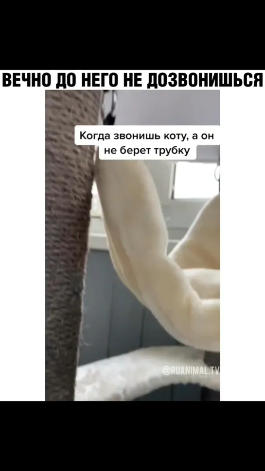 Видео от InstaКотики