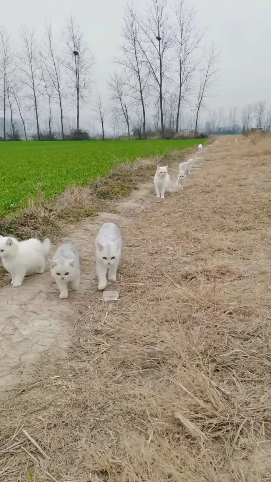 Видео от InstaКотики