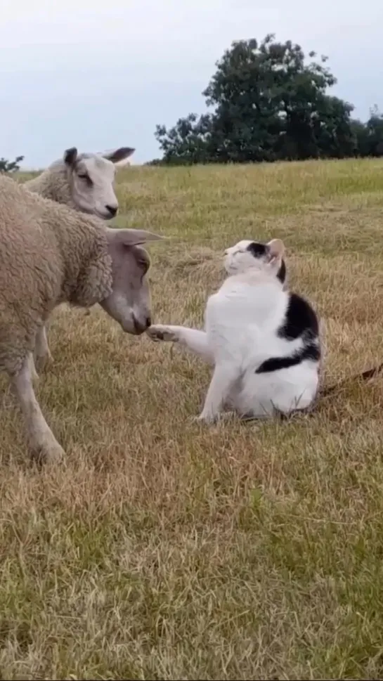 Видео от InstaКотики