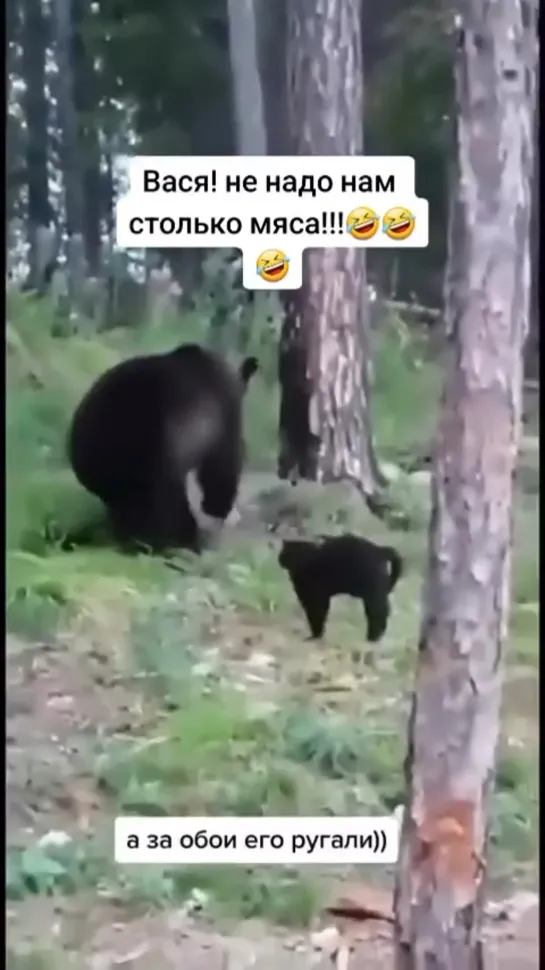 Видео от InstaКотики