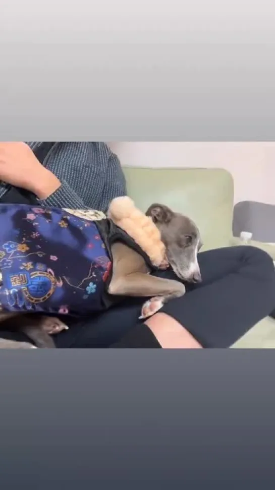 maetamongisdad 01.02.2022