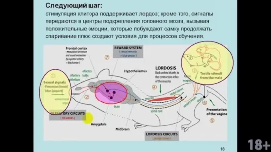 Курс В. Дубынина «Мозг и потребности человека». Лекция 6_ Мозг_ любовь, секс, пр