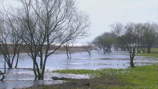 Cатояма: Таинственный Водный Сад Японии / Satoyama: Japan's Secret Watergarden (2004 г.)