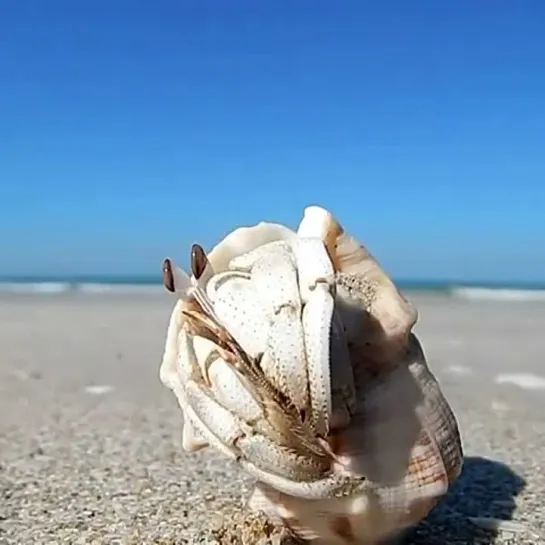 Hermit Land Crab