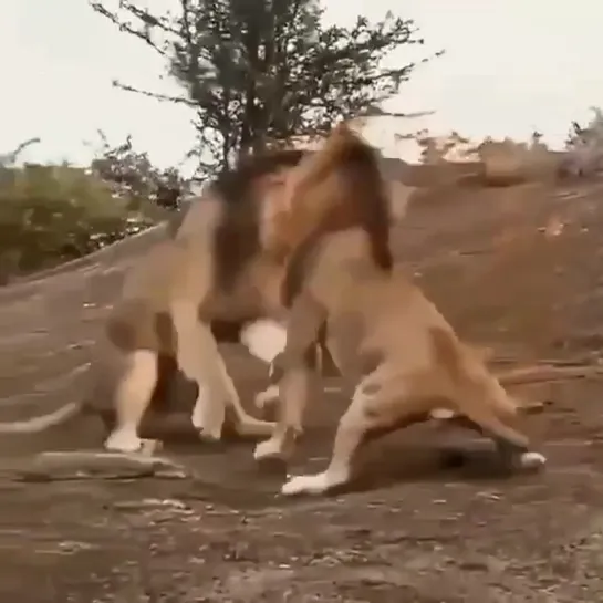 The battle of two mighty lions over a female.