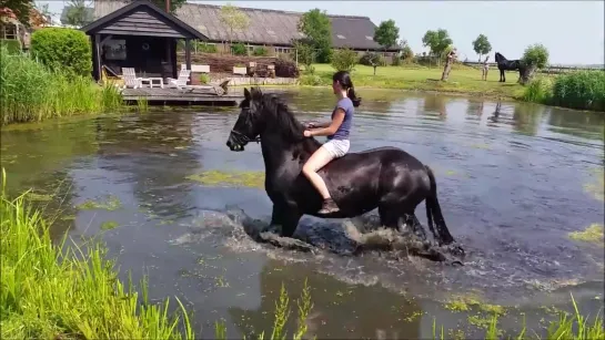 Swimming with Friesian horses