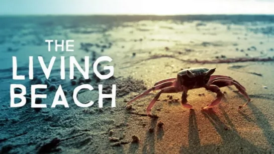 Живой пляж 2 серия. Новая Шотландия / The Living Beach (2016)