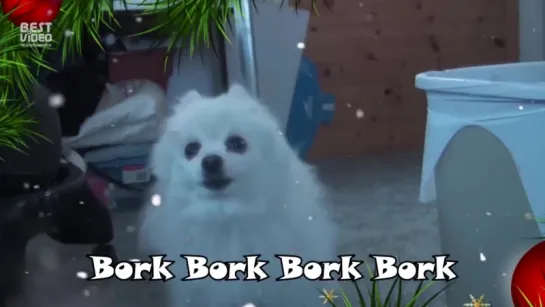 Gabe the dog - Jingle Borks (jingle bells)