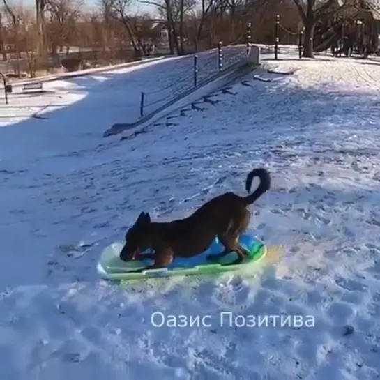 Собакин веселится, катаясь на санках!