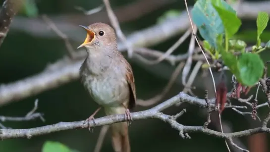 соловей The most beautiful songbirds (3