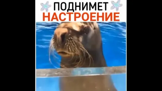 НАСТРОЕНИЕ.mp4