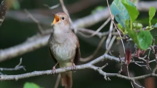 соловей The most beautiful songbirds