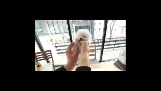 Tiny Ball Of Fluff