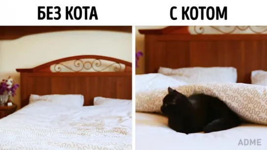 Без кота жизнь не та