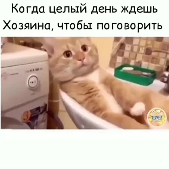 Когда целый день ждешь хозяина чтобы поговорить