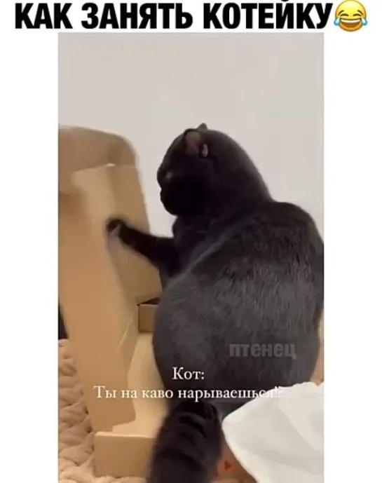 Как занять котейку