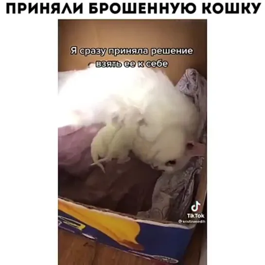 Приняли брошенную кошку