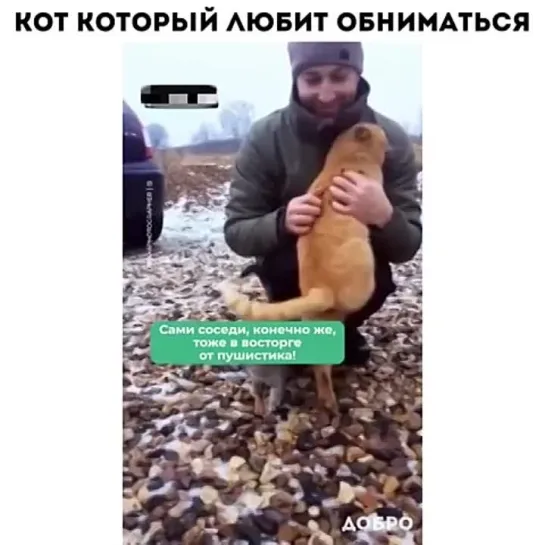 Кот который любит ониматься